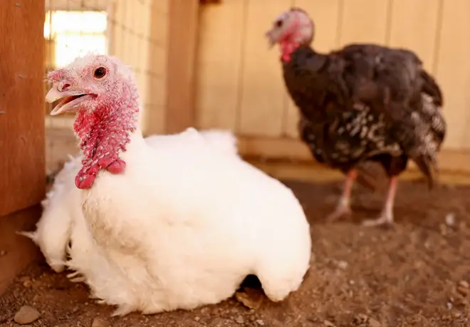 Turkey prices could skyrocket because of the cull enforced in response to avian flu