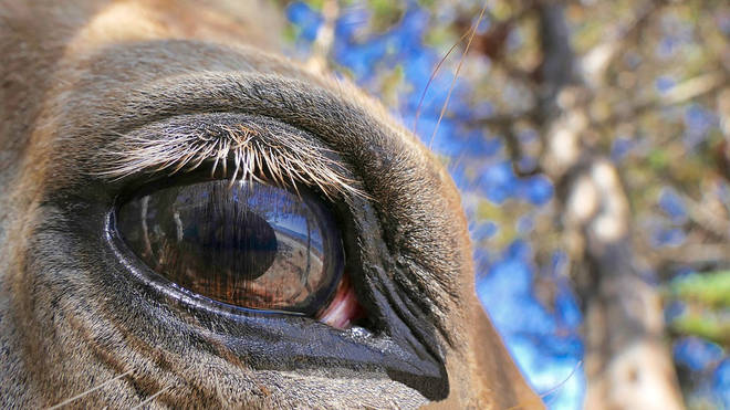 How Do We Know How Animals See Things? - LBC
