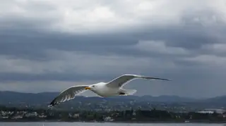 Where do seagulls go in the winter?