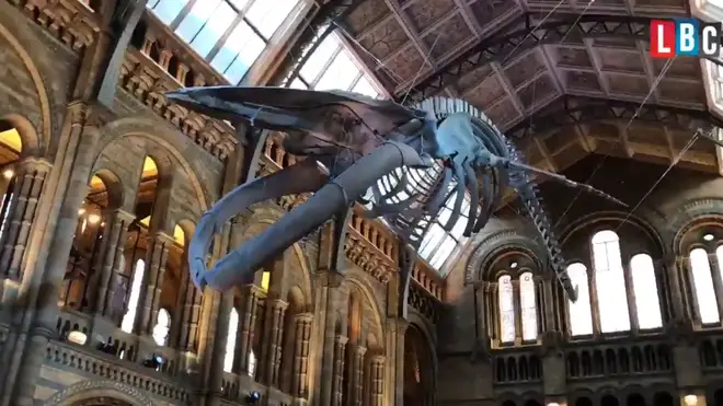"Hope" the blue whale has taken centre-stage at the Natural History Museum