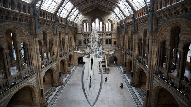 The skeleton is 126-years old and measures 25.2 metres long