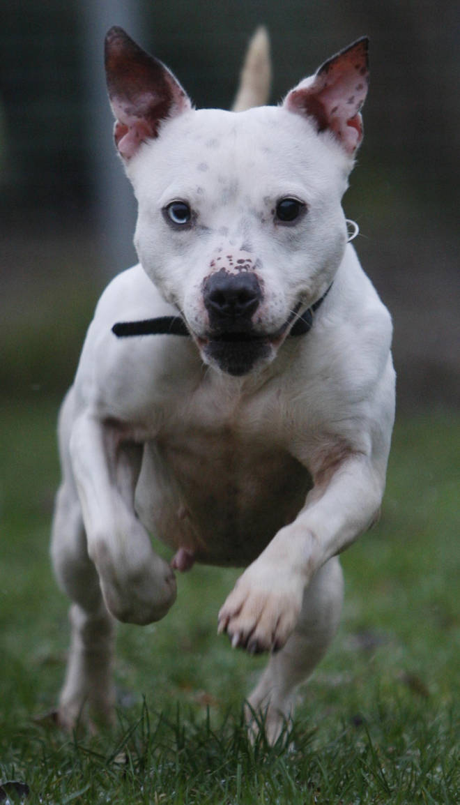 Police are hunting for a white Staffordshire terrier type dog.