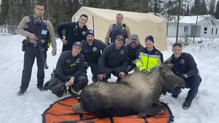The moose is rescued