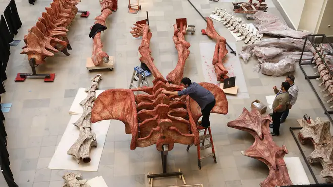 Workers assemble the Patagotitan mayorum dinosaur skeleton in the US