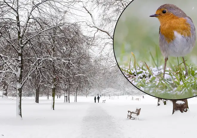 St James Park in London covered in snow with a robin