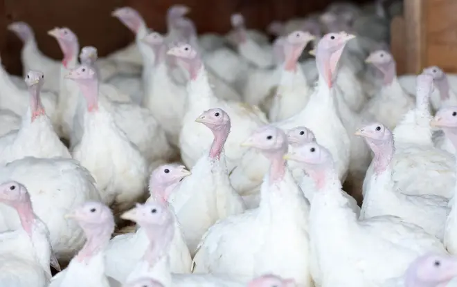 Turkeys on a farm in Cheshire