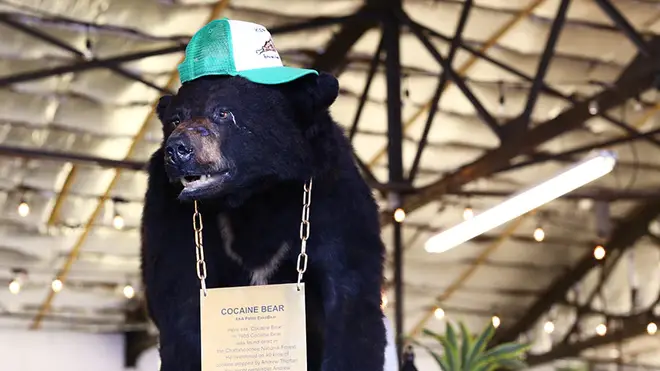 The bear is now displayed in Fun Mall, Lexington, Kentucky