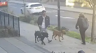 Police released video of dogs and their owner
