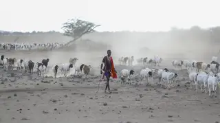 A Maasai farmer