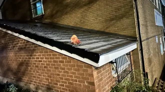 Pig's head on roof of Heatons Muslims Community Trust