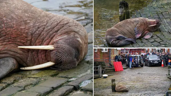 Scarborough's New Year fireworks display was cancelled on the advice of experts to protect a wandering walrus called Thor.