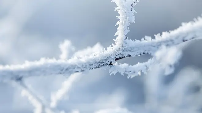 Tree branch covered in frost and snow