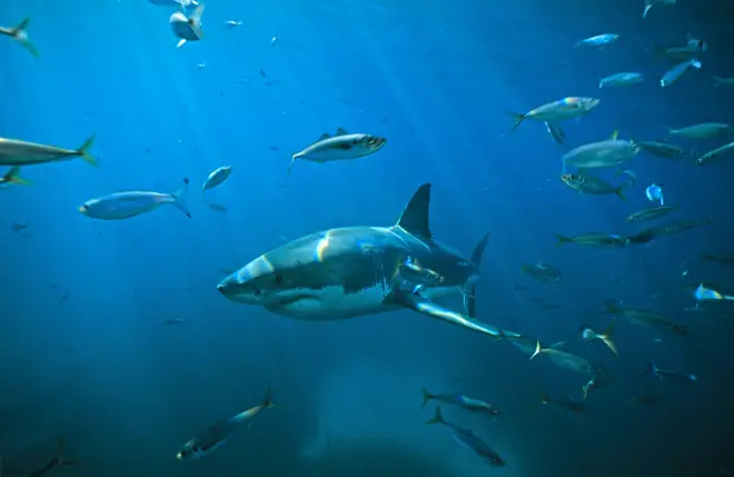 A great white shark swimming through the ocean near Australia