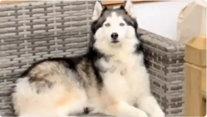 Marie said her husky, Naevia needs urgent life-saving treatment, which could cost them up to £14,000 in vets bills