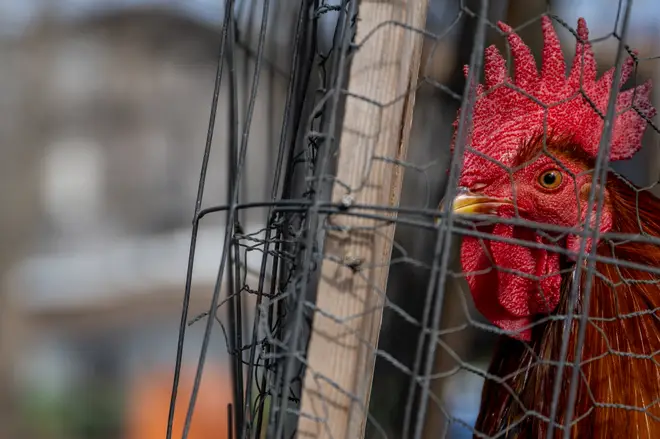 A rooster is held in a cage on a farm on January 23, 2023 in Austin, Texas.