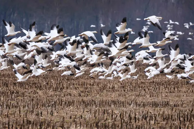 Snow geese take off from a field in Ruthsburg, Maryland, on January 25, 2023.