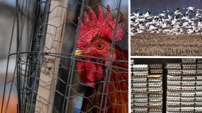 Experts have voiced concern about how far across the globe bird flu is spreading and say the spread of the highly contagious virus should be monitored closely.