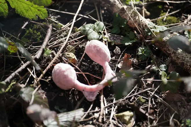 A pair of pink child's earmuffs are found in Roedale Valley Allotments, Brighton