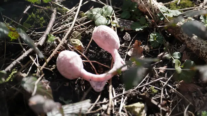 A pair of tiny pink earmuffs have been found