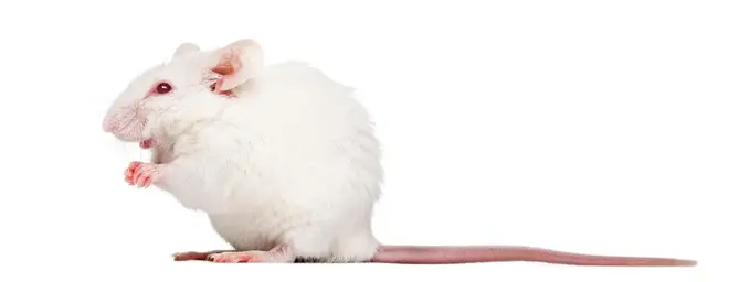 Seven mice who survived the scientific experiment went on to reproduce