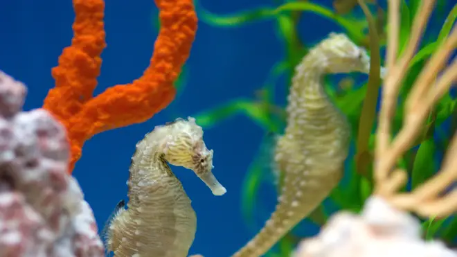 Seahorses challenge "traditional gender roles"