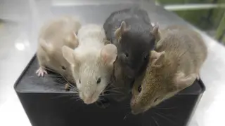 Male Mice Eggs