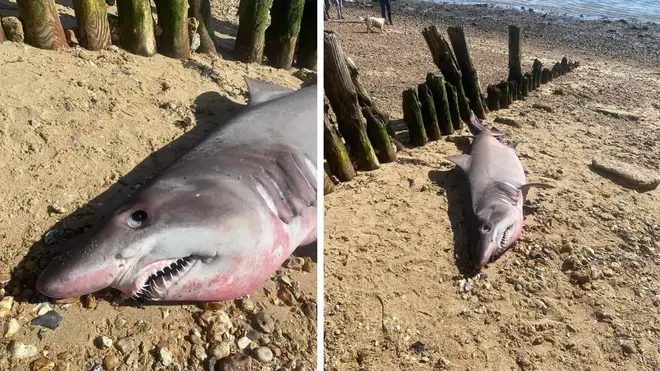 The shark was found on a beach in Hampshire over the weekend