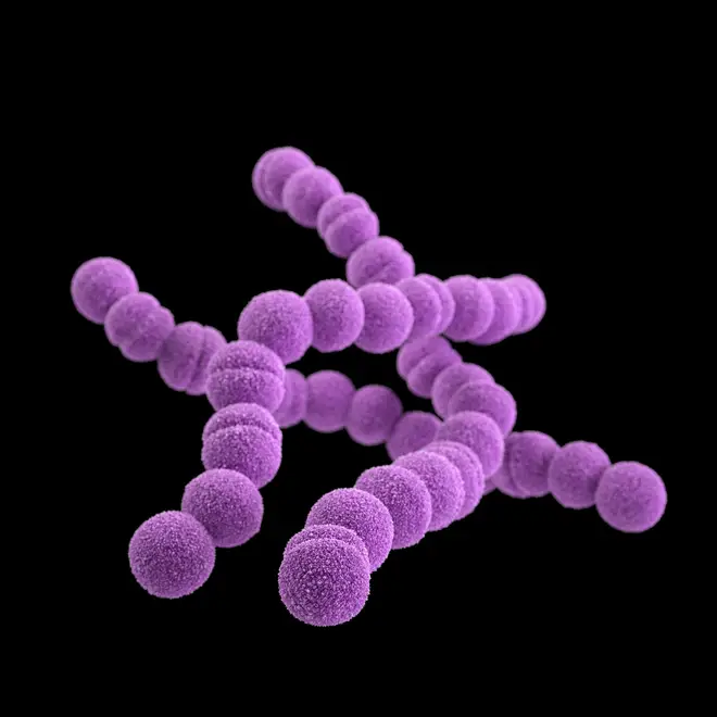 Group A streptococcus bacteria. STREP A Streptococcus pyogenes is a species of Gram-positive, aerotolerant bacteria in the genus Streptococcus.