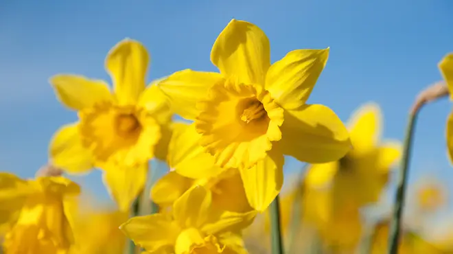Bright yellow daffodils against a blue sky