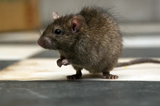Rats were found to be living under the floor where customers would sit