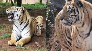 Two tigers who escaped from a safari park have since been returned