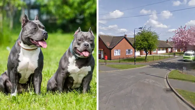 The dogs are believed to have been American bully-types