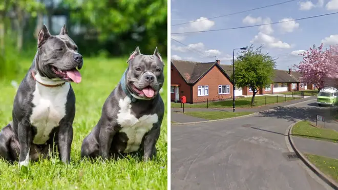 A suspect has been charged with dangerous dogs offences