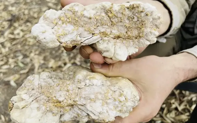 The gold was concealed in a huge chunk of quartz