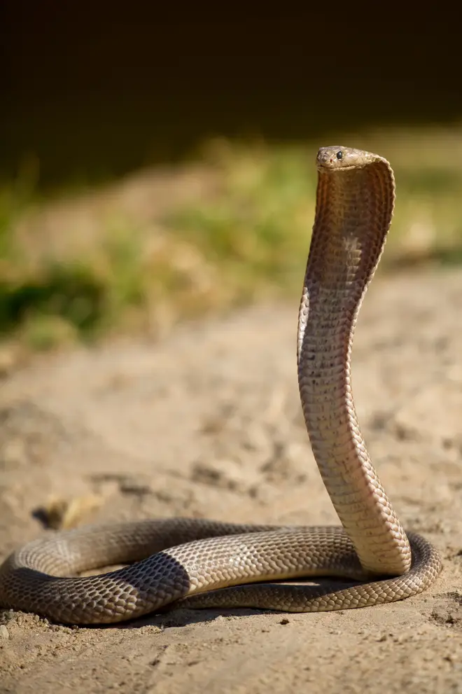 A Cape cobra in South Africa (stock)