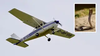 A pilot in South Africa was forced to perform a dramatic emergency landing after discovering a venomous cobra hiding in the cockpit.