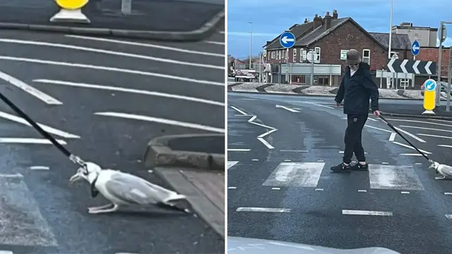 The gull was spotted being pulled along the street by a passerby.