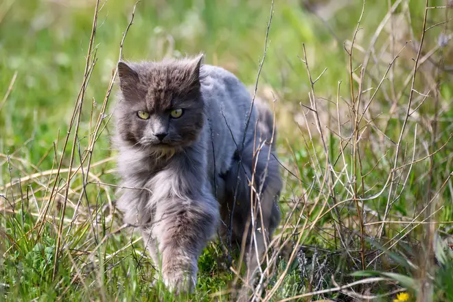 A cat-killing competition for children in New Zealand that was offering a cash prize for shooting the most feral felines has been cancelled after a backlash.