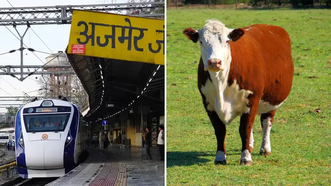 A pensioner was killed in a freak accident when he was struck by a flying cow launched 100ft into the air by an express train.