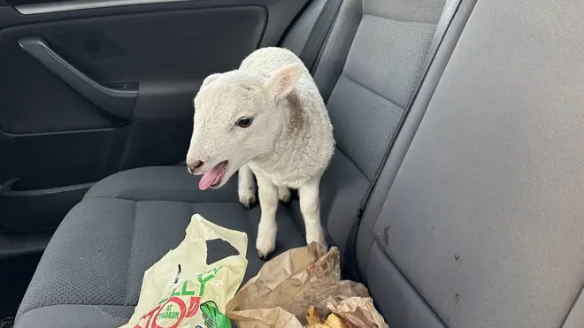 A lamb was found in a car on the M74 motorway