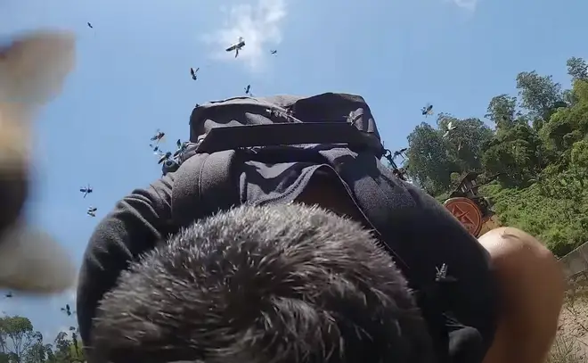 Video showed the insects swarming around Dan