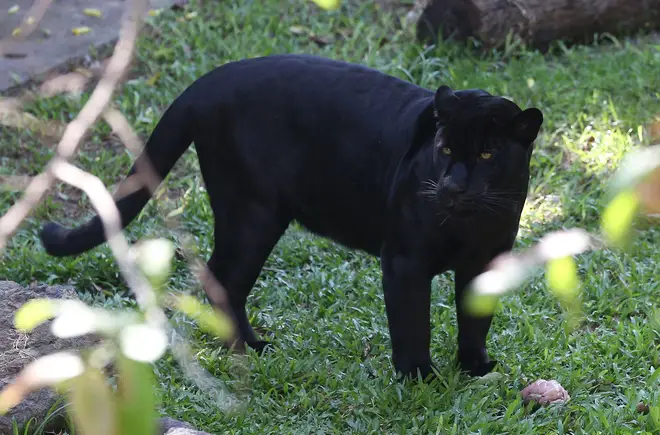 Residents of countryside towns across Britain have reported sightings of what appear to be black leopards for decades