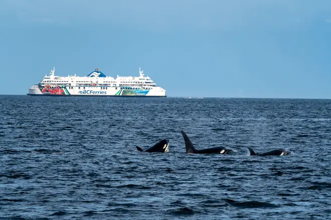 Pod of orcas breaching with ferry in the background.