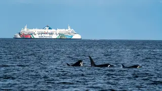 Pod of orcas breaching with ferry in the background.