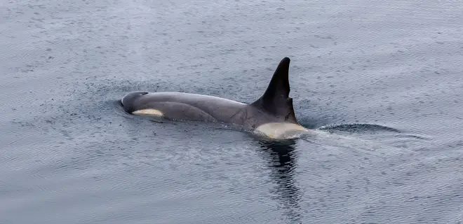 Orcas are social creatures and seem to be learning after White Gladis's probable collision