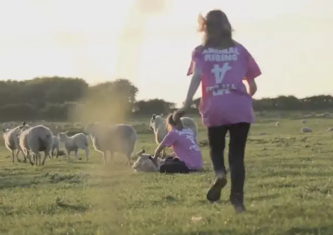 The group filmed themselves running over a field and taking the lambs
