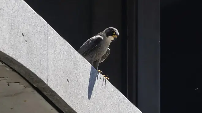 A peregrine falcon looks down from a ledge at 100 S Wacker Drive in the Loop in Chicago