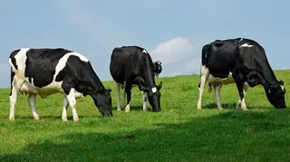 Herd of dairy cattle cows