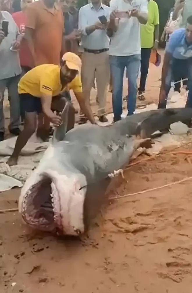 Local fishermen appear to have caught the shark
