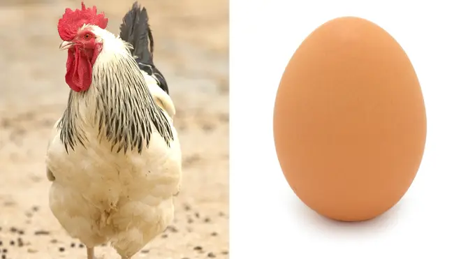 What came first...the chicken or the egg?